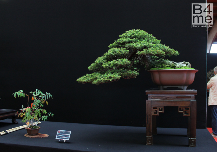 bonsai